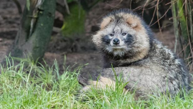 Wasbeerhond (bron: Z. de Bruin)