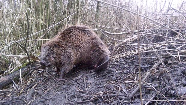Bever op burcht (bron: Kees Schep, WSRL)