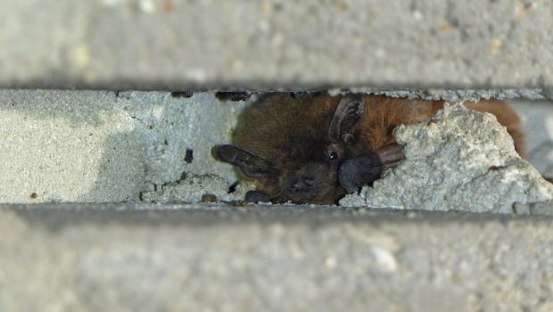 Dwergvleermuis in een open voeg (Bron: Erik Korsten)