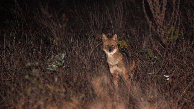Goudjakhals bij nacht (© Miha Krofel)