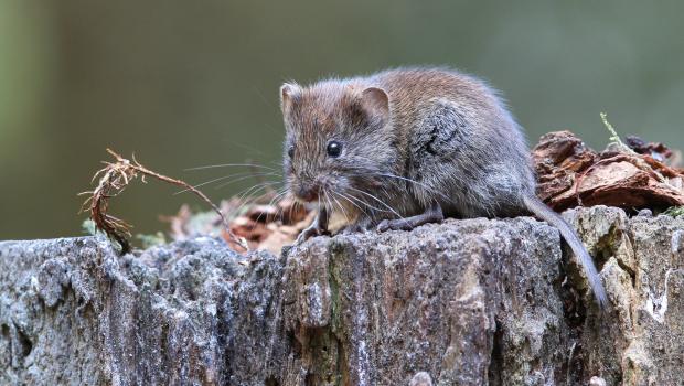 Rosse woelmuis