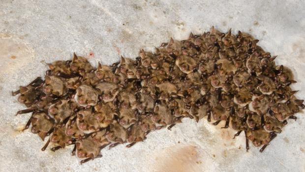 Vale vleermuizen in cluster Nietoperek