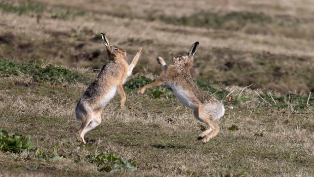 Twee boksende hazen in het veld (bron: Otte W. Zijlstra)