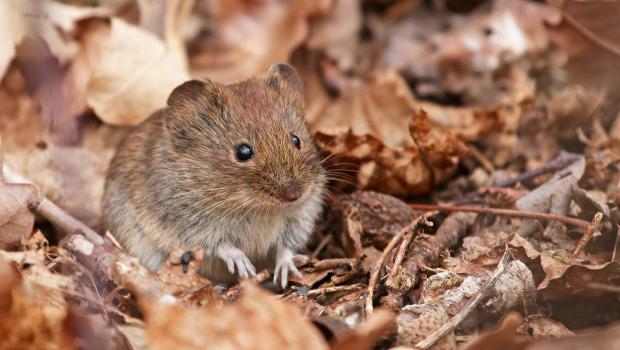 Rosse woelmuis (bron: Jan-Freerk Kloen)