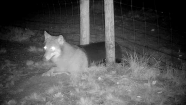 Wolf kruipt door dassentunnel