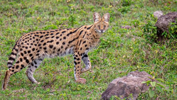 Serval (bron: Dirk Froebel, Wikimedia Commons)