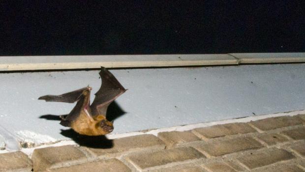 Rosse vleermuis vliegt uit