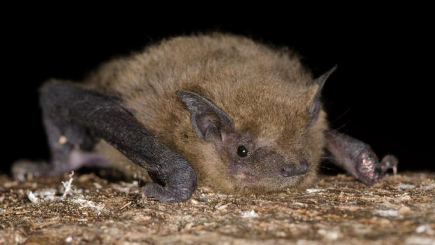 Foto van de ruige dwergvleermuis die is ontdekt op de ‘s-Gravelandse buitenplaats.
