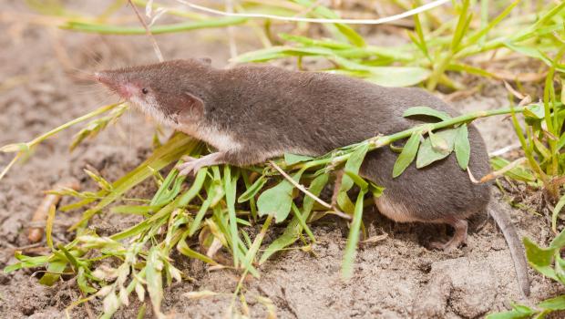 Veldspitsmuis (bron: Wesley Overman)