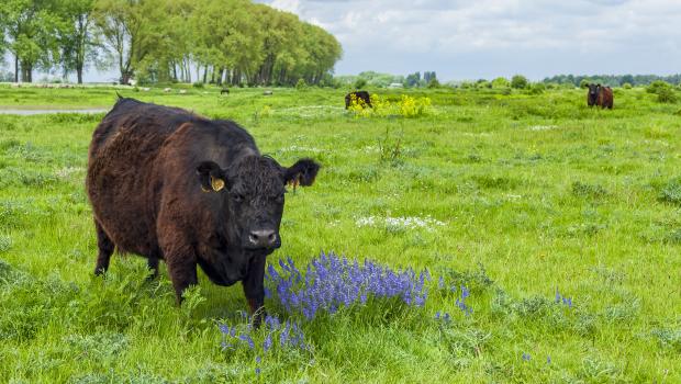 Grote herbivore zoogdieren, zoals gallowayrunderen (hier in de Gelderse Poort) en konikpaarden, bepalen mede hoe het landschap zich ontwikkelt (bron: Fokko Erhart)