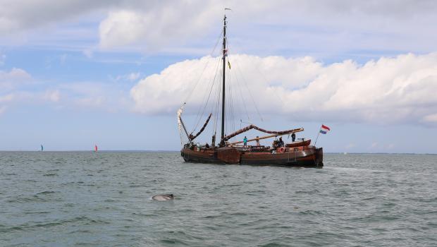 Cursisten spotten een bruinvis in de Oosterschelde (bron: Stichting Rugvin)