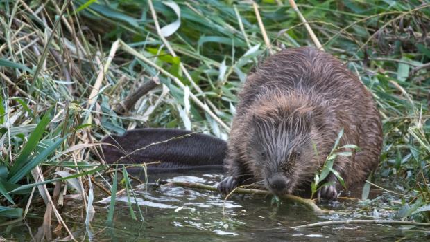 Bever (bron: Edwin Giesbers)