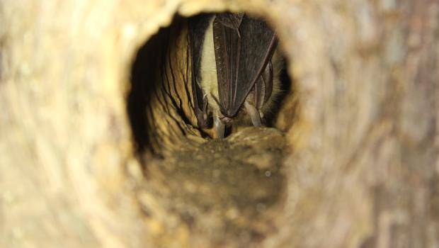 Gewone grootoorvleermuis in boomholte