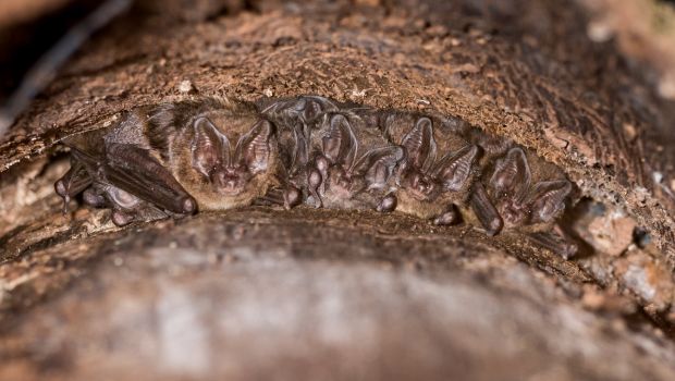 Mopsvleermuizen onder boomschors (bron: Christian Giese)