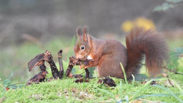 Eekhoorn die van een paddenstoel eet. Een groot gedeelte van de paddenstoel is al opgegeten, maar aan het eetvlak kan je kleine hapjes zien (bron: Luuk Vermeer)