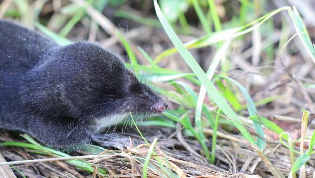 Waterspitsmuis (bron: Richard van Vugt)