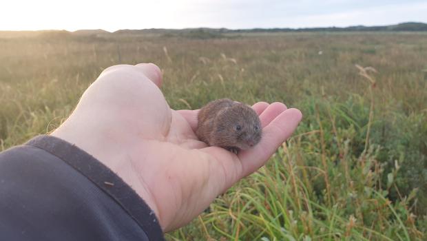 Noordse woelmuis gevangen tijdens onderzoek (bron: Sil Westra)