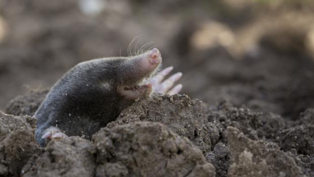 Mol (bron: Luc Hoogenstein, Wikimedia Commons)