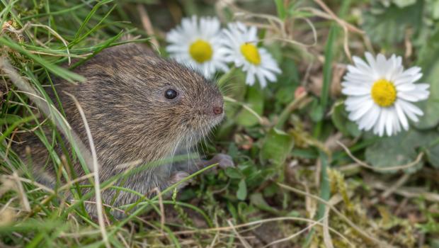 Aardmuis (bron: Wesley Overman)