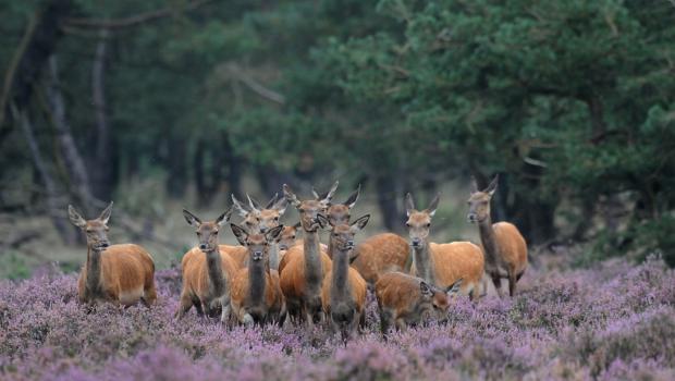 Edelherthindes (bron: Wim Weenink)