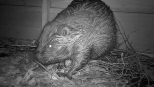 Bever in hoogwatervluchtplaats (bron: Waterschap Aa en Maas)