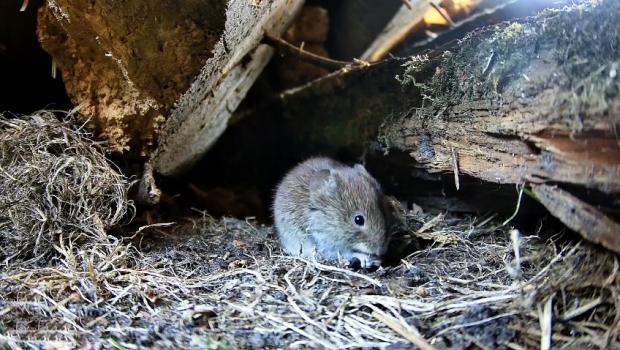 Woelmuislivestream Beleef de Lente (bron: Beleef de Lente/Vogelbescherming)