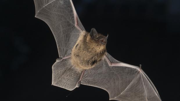 Gewone dwergvleermuis in vlucht