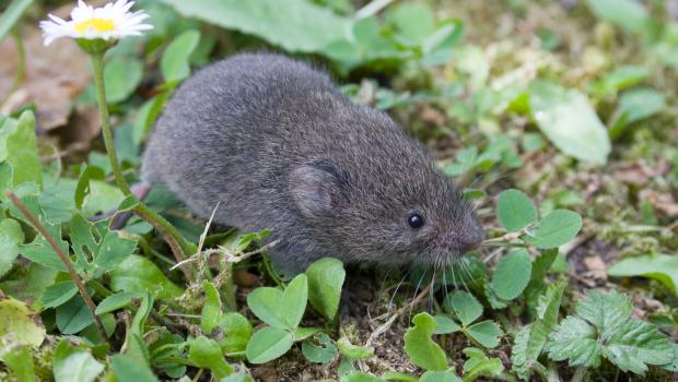 Ondergrondse woelmuis (bron: Wesley Overman)