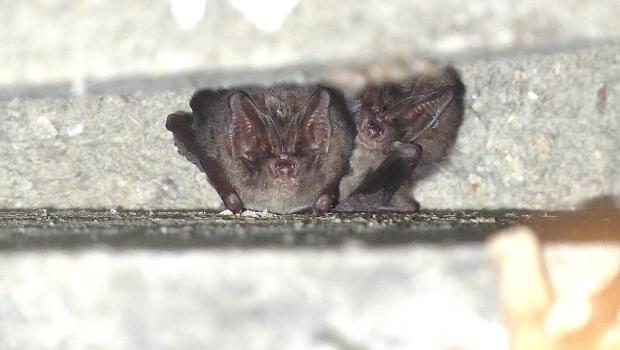Eerste waargenomen mopsvleermuis in daarvoor opgehangen vleermuiskast (bron: Marjolein van Adrichem)
