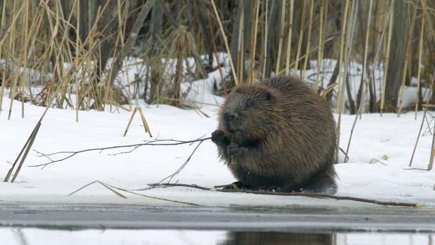 Bever in de sneeuw (bron: Film Studio Aves, via Canva)