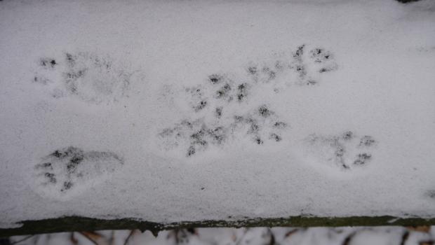 Prenten in de sneeuw (bron: Rene Nauta)