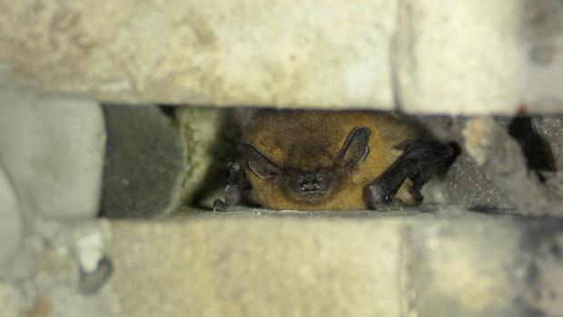 Gewone dwergvleermuis in dilatatievoeg (bron: Erik Korsten)