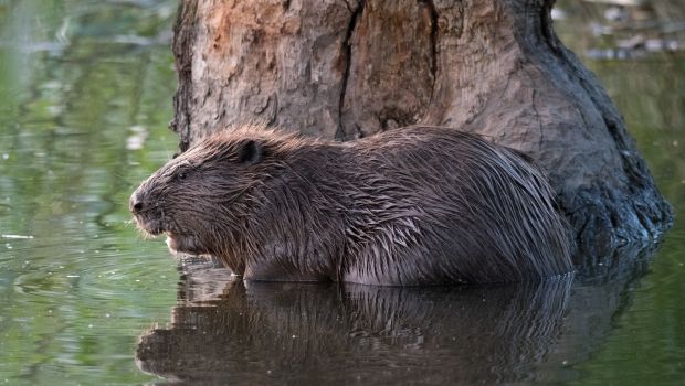 Bever (bron: Edwin Giesbers)