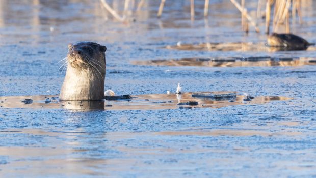 Otter (bron: Johann Prescher)