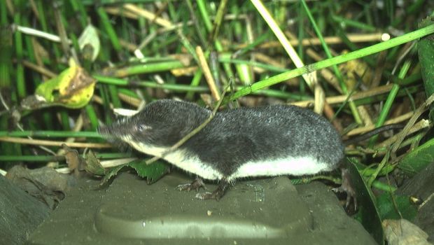 Waterspitsmuis op de Struikrover® (bron: Matthijs Smaal)
