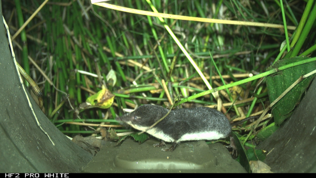 Waterspitsmuis in een Struikrover® (bron: Matthijs Smaal)