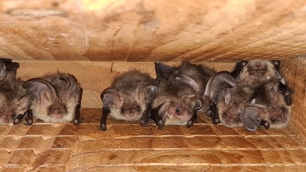 Grootoorvleermuizen in kast (bron: Jan Boshamer)