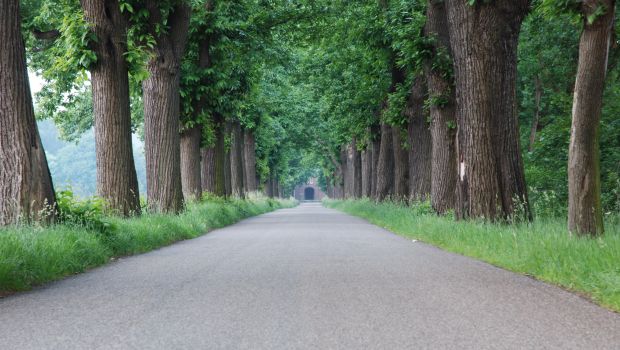 Habitat ingekorven vleermuis (bron: Jasja Dekker)