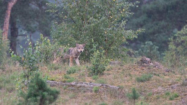 Wolvenwelp (bron: Alex en Annette Hagenbeek)