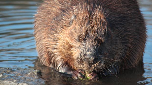 Bever (© Maaike Plomp)