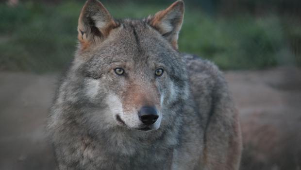 Wolf (© Maaike Plomp)