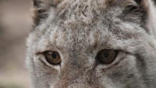 Lynx (© Maaike Plomp)