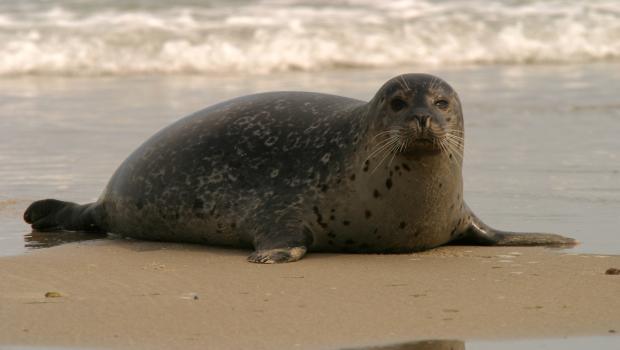 Gewone zeehond (© Aaldrik Pot)
