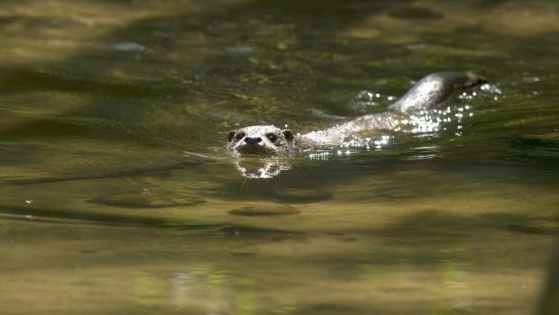 Otter (© Hugh Jansman)