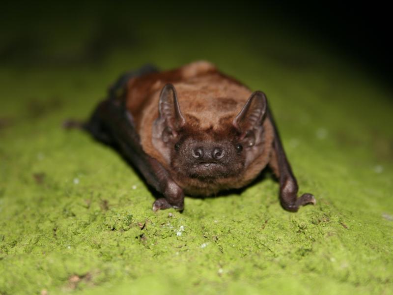 Rosse vleermuis (© Wesley Overman)