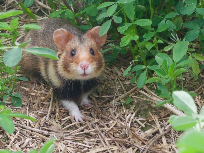 Hamster (bron: Wesley Overman)