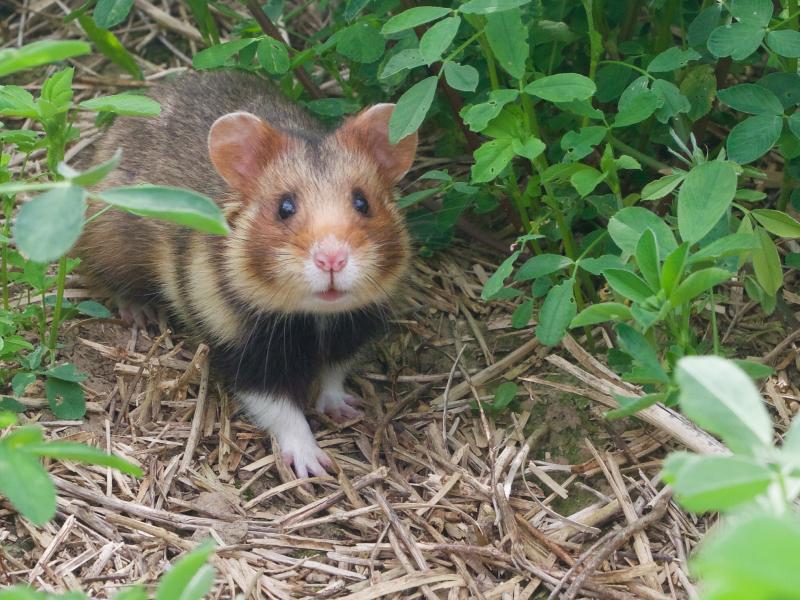 Hamster