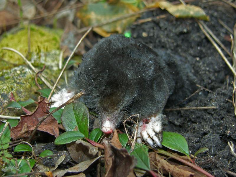 Mol (© Ellen de Lange)