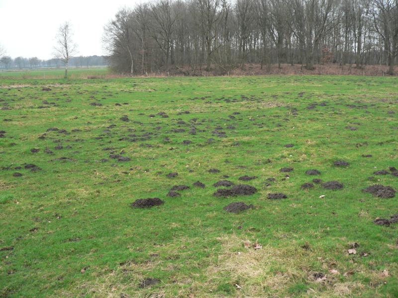 Mol (© Erik Korsten)