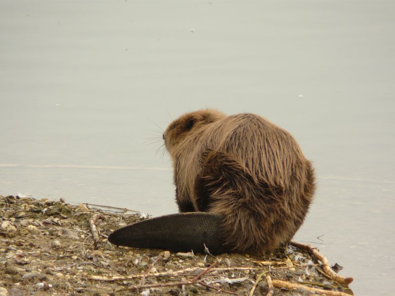 Bever (bron: Cynthia Lange)